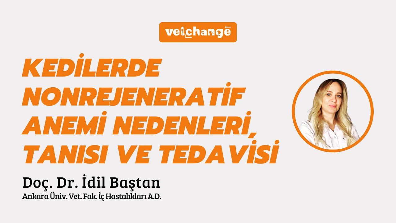 Kedilerde Nonrejeneratif Anemi Nedenleri, Tanısı Ve Tedavisi - Doç. Dr. İdil Baştan